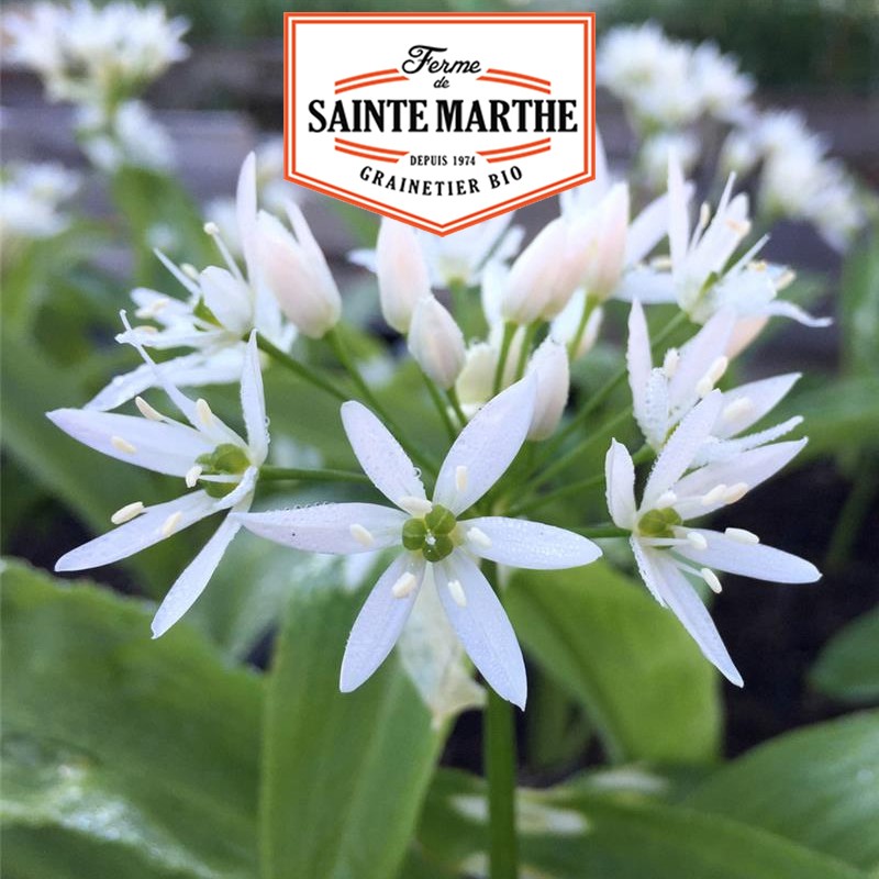Der Bauernhof Sainte Marthe - 50 Samen Bärlauch