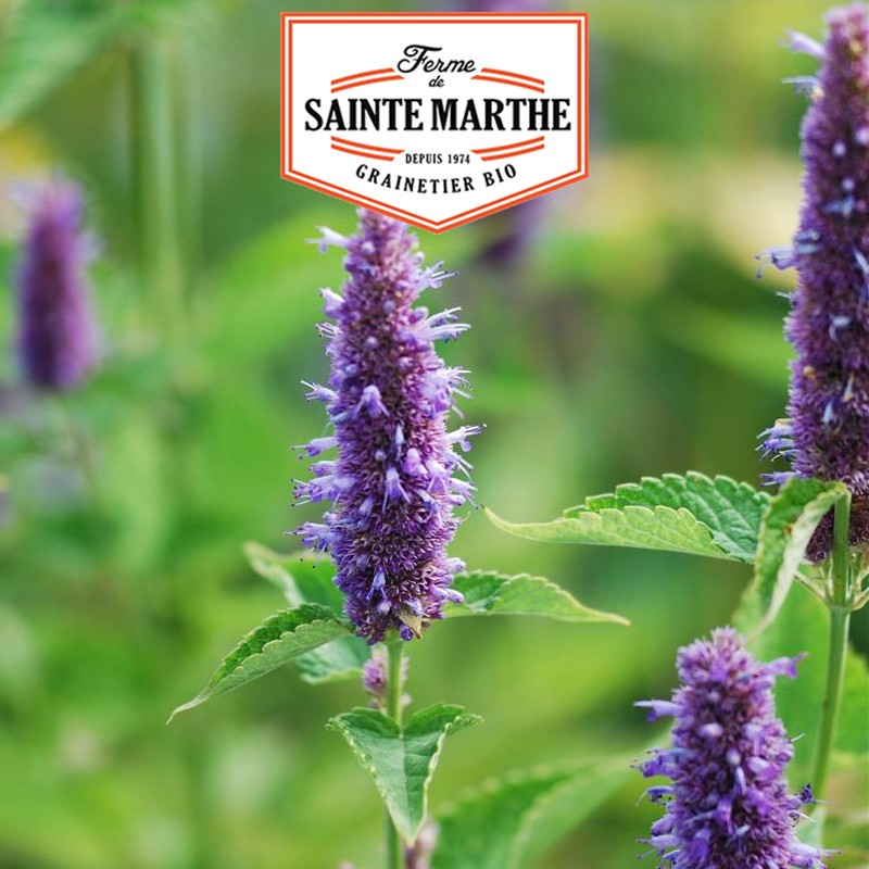 Der Bauernhof Sainte Marthe - 200 Samen Agastache Rugosa