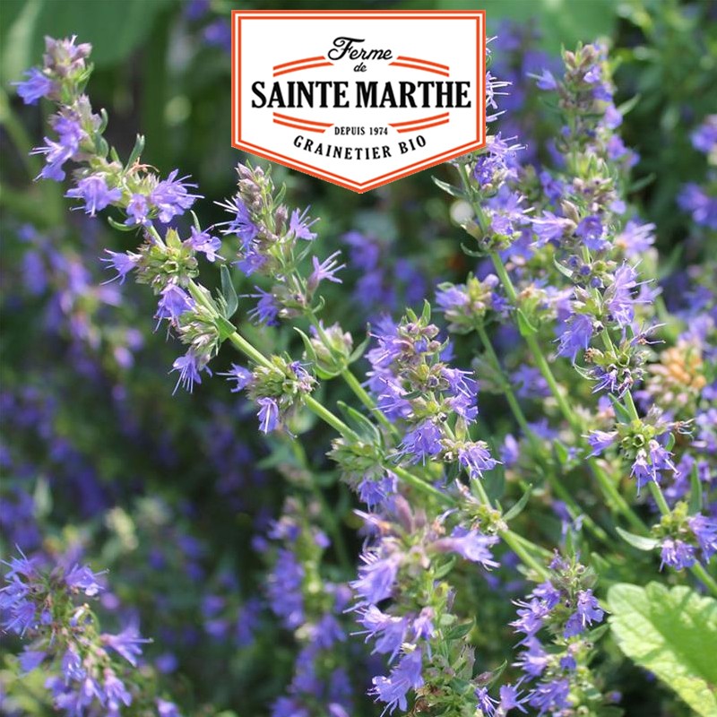 La ferme Sainte Marthe - 500 zaden Hyssop