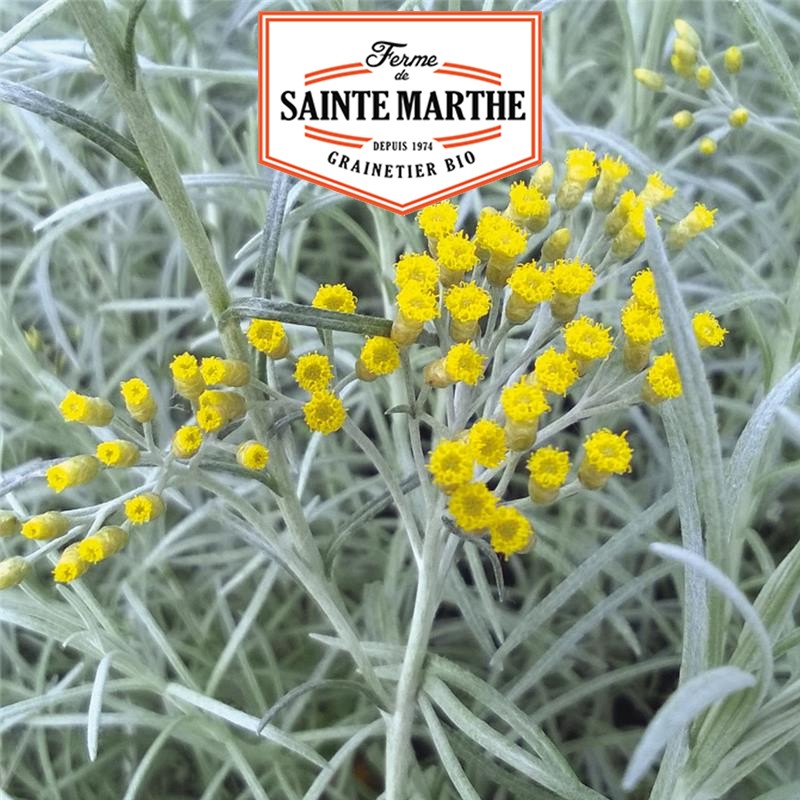 La ferme Sainte Marthe - 250 semi di pianta di Helichryse Curry