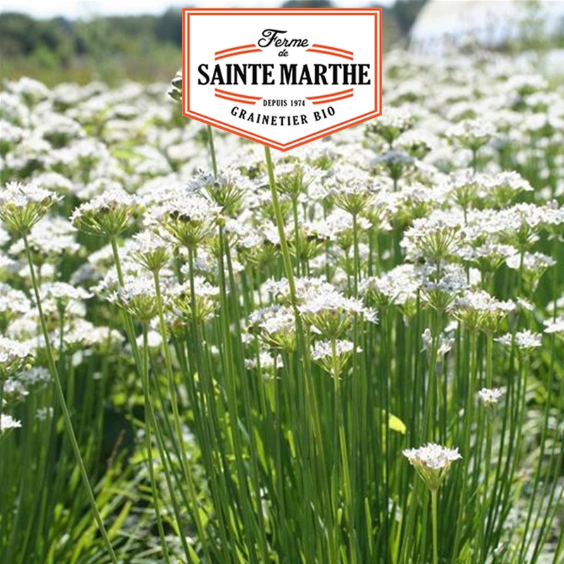 La ferme Sainte Marthe - 200 semi di erba cipollina cinese