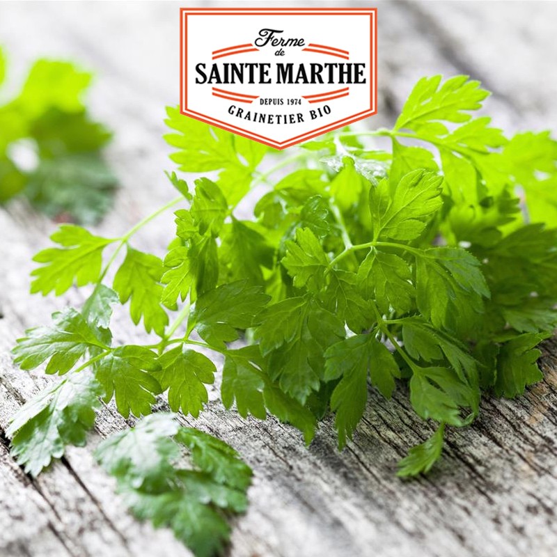 La ferme Sainte Marthe - 500 sementes de cerefólio comum