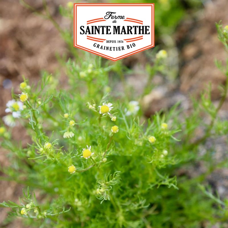 La ferme Sainte Marthe - 5000 seeds Chamomile Matricaria