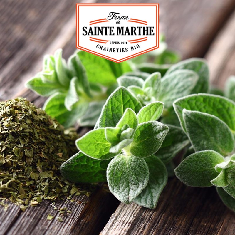 La ferme Sainte Marthe - 300 seeds Origan