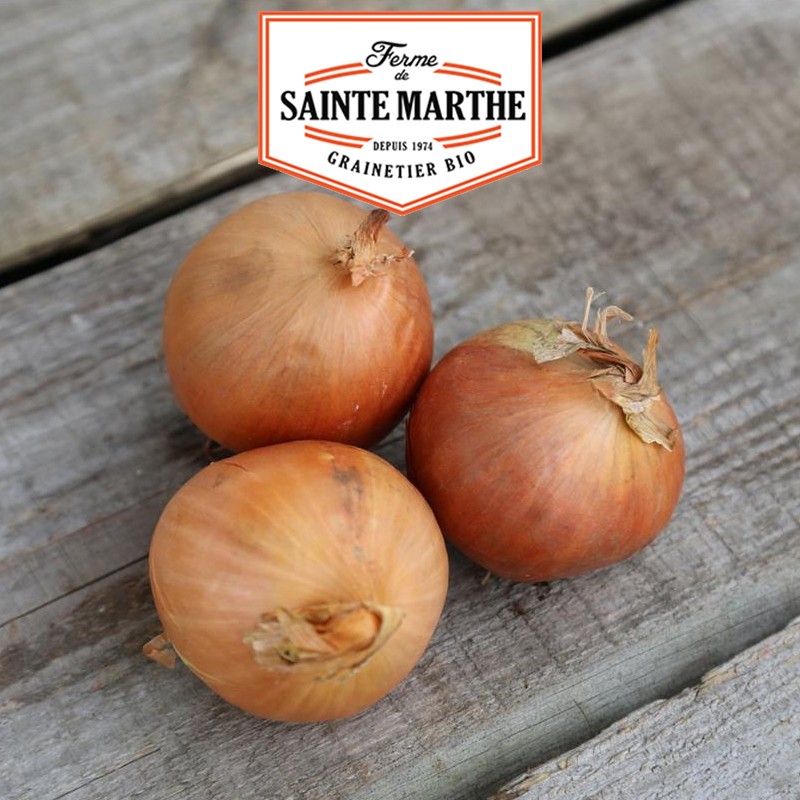 La ferme Sainte Marthe - 250 seeds Onion Stuttgart