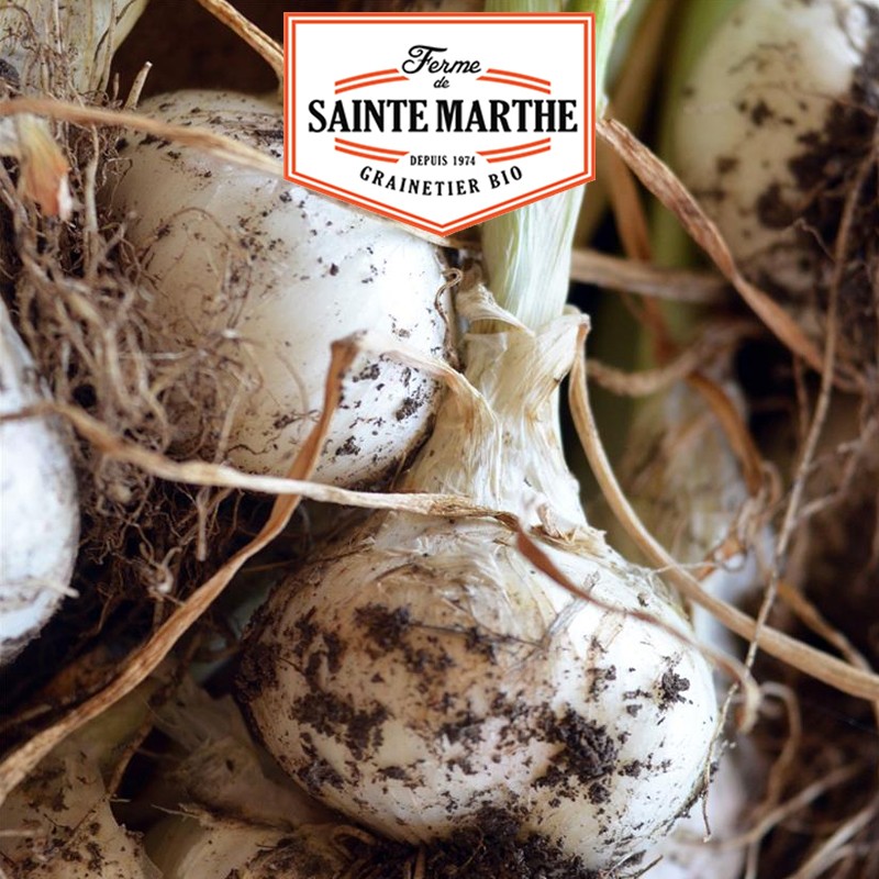 La ferme Sainte Marthe - 250 semillas Cebolla blanca de Lisboa