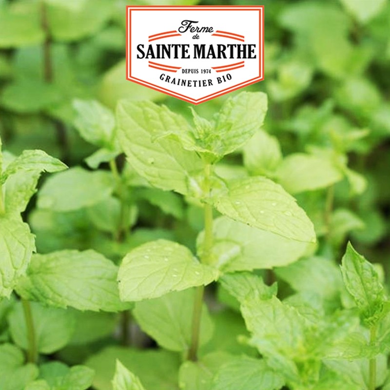 La ferme Sainte Marthe - 500 Samen Pfefferminze