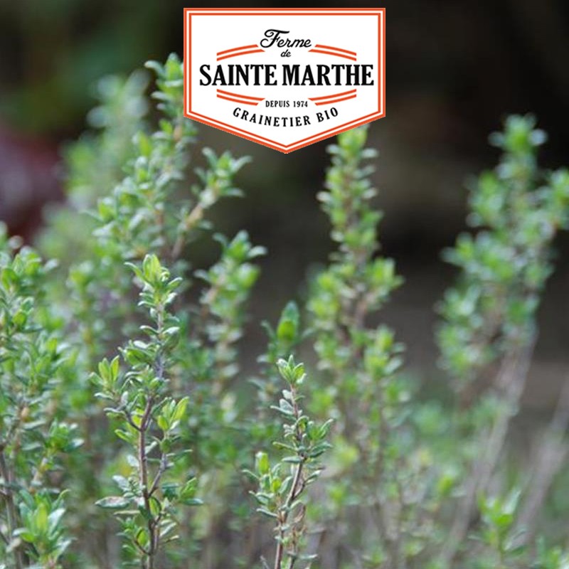 La ferme Sainte Marthe - 1000 seeds Common Thyme