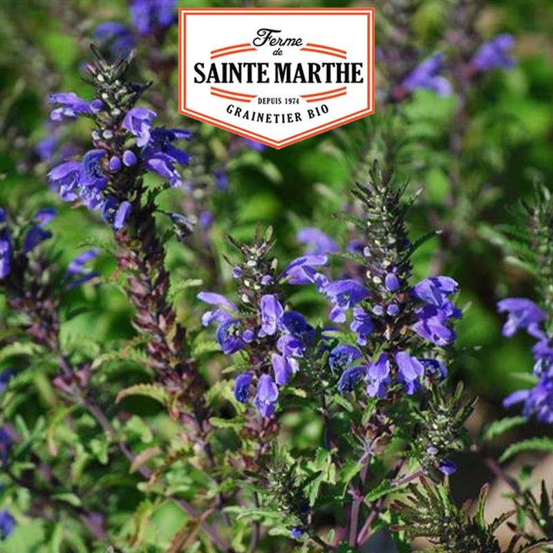 Der Bauernhof Sainte Marthe - 200 Samen Gartentee