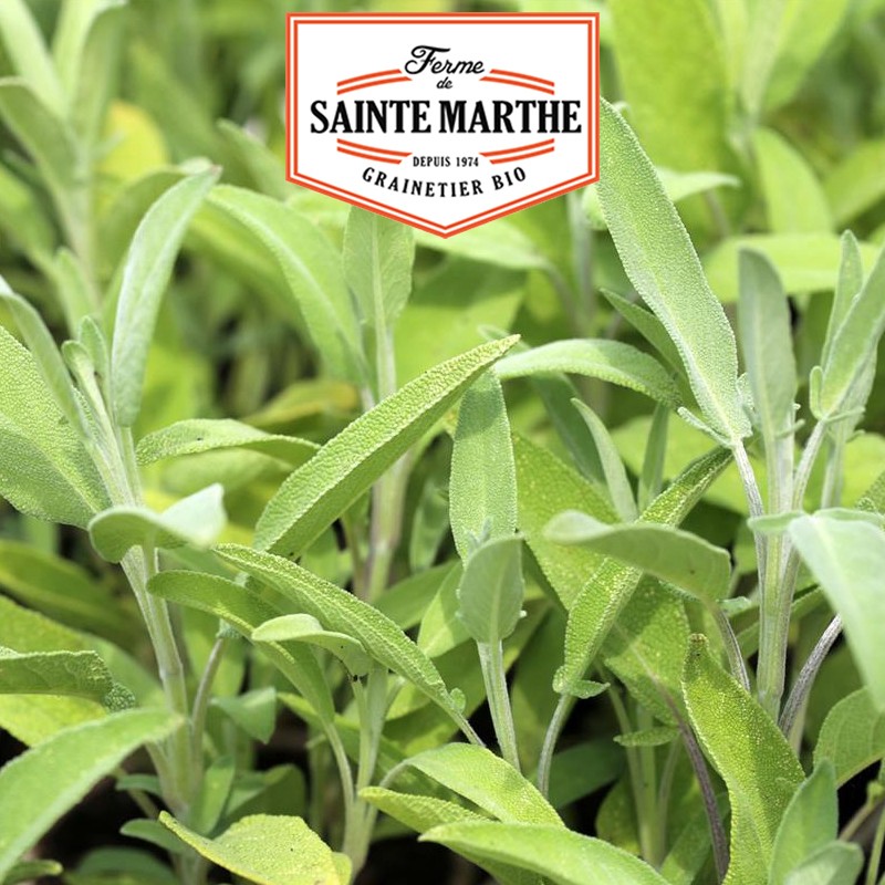 La ferme Sainte Marthe - 150 semillas Sage Officinale