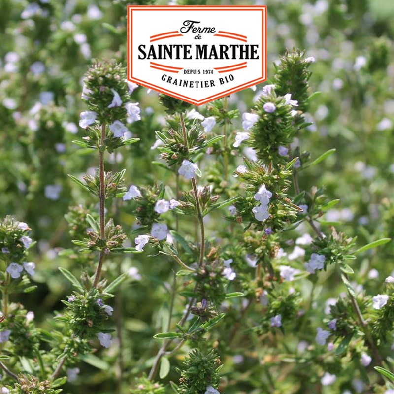 La ferme Sainte Marthe - 500 semillas Ajedrea