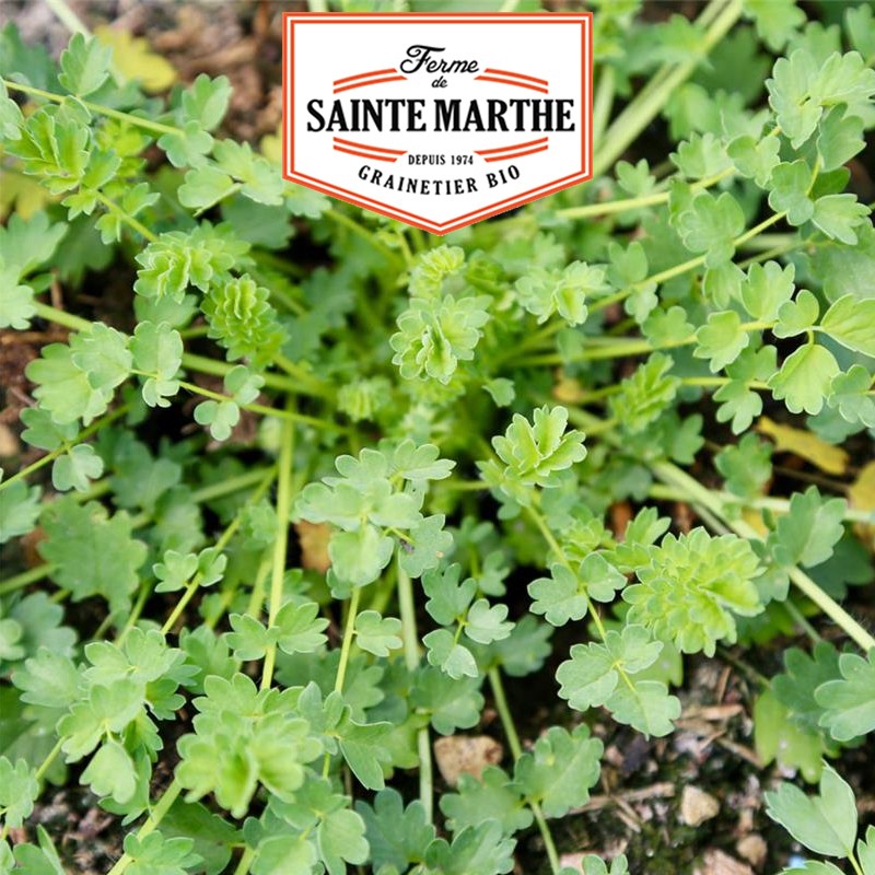 La ferme Sainte Marthe - 100 Samen Kleine Pimprenelle