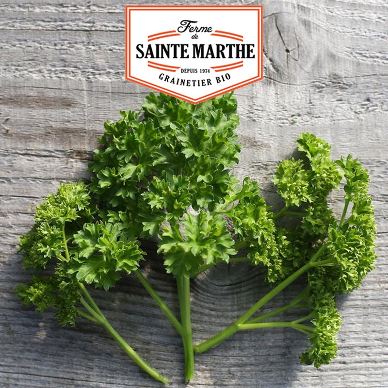 La ferme Sainte Marthe - 1000 semillas Perejil rizado