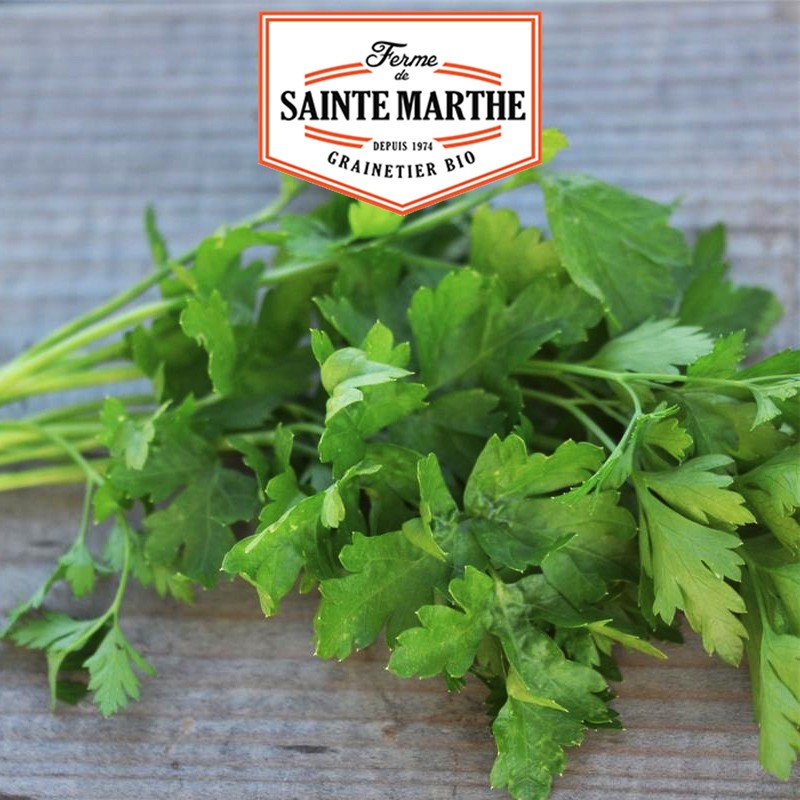 La ferme Sainte Marthe - 1000 semillas Perejil común