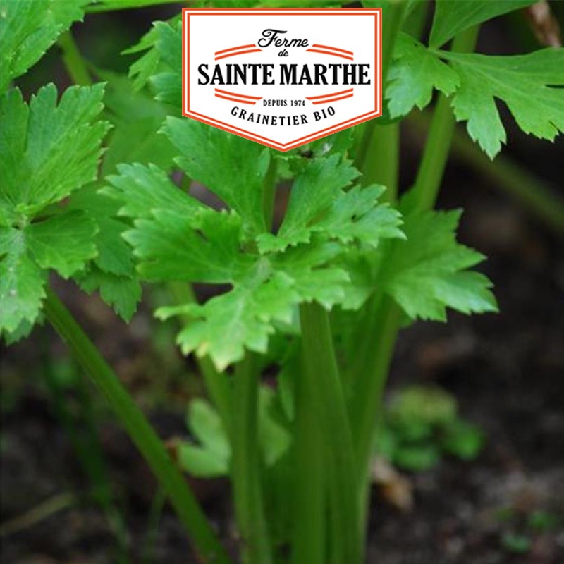 La ferme Sainte Marthe - 500 seeds Celery to cut