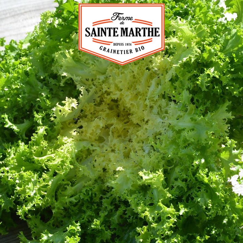 La ferme Sainte Marthe - 500 seeds Curly Chicory of Meaux