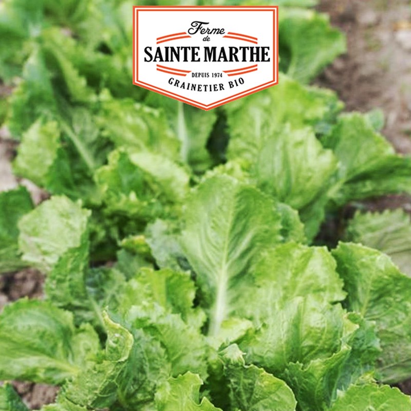 La ferme Sainte Marthe - 500 semillas Escarola rubia con el corazón lleno