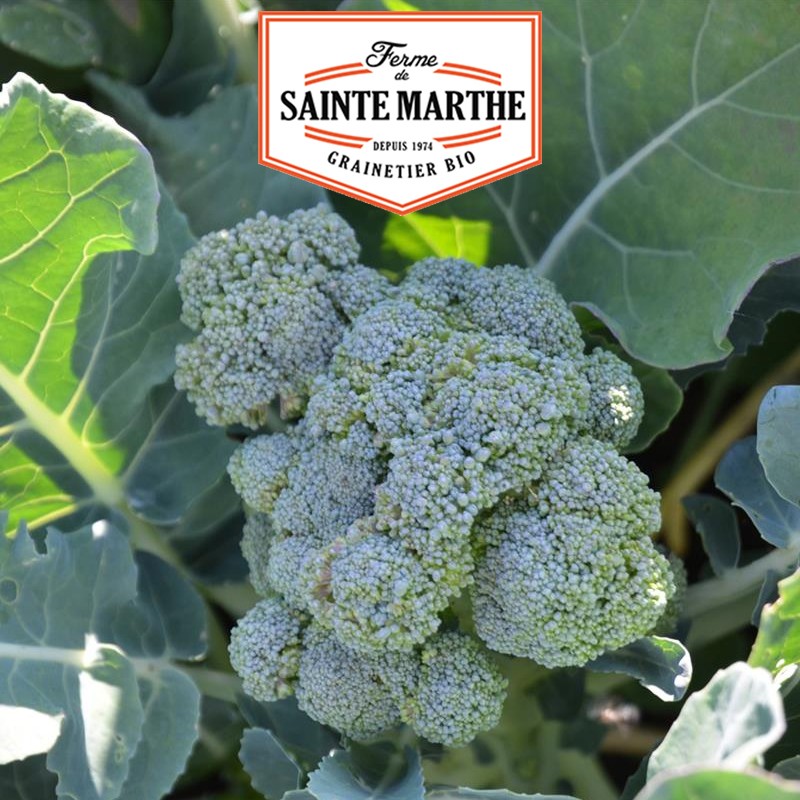 La ferme Sainte Marthe - 200 semillas Brócoli verde calabrés Natalino