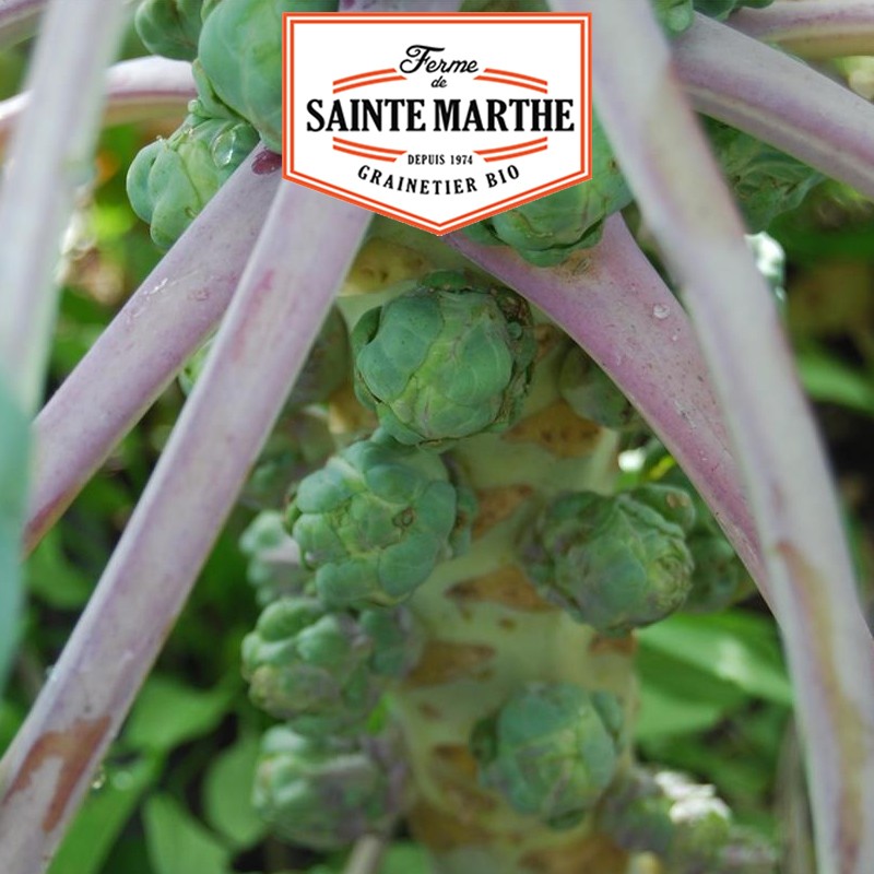 La ferme Sainte Marthe - 80 seeds Brussels sprouts from Rosny