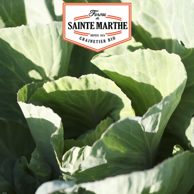 La ferme Sainte Marthe - 80 seeds Cabbage Heart of Beef Vertus