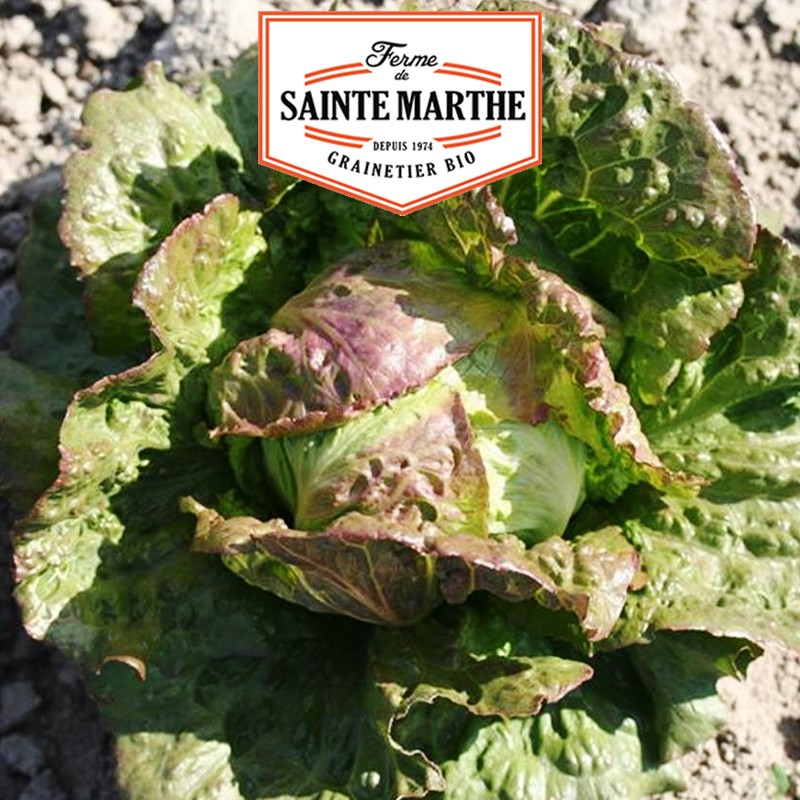 La ferme Sainte Marthe - 500 semi Lattuga Pommée Pasquier