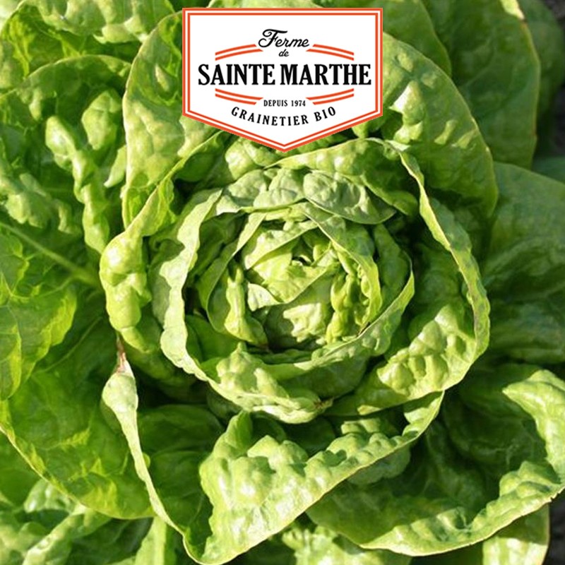 La ferme Sainte Marthe - 500 Samen Kopfsalat Grosse Blonde Faulenzer