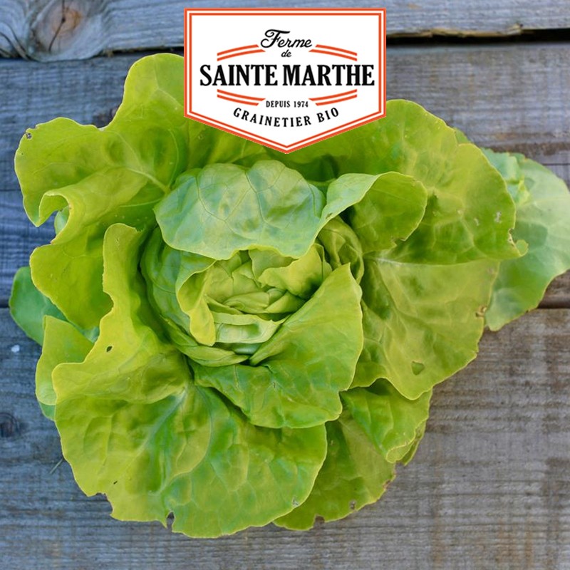 La ferme Sainte Marthe - 500 semi Lattuga Express