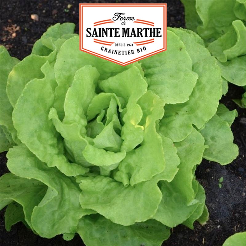 La ferme Sainte Marthe - 500 semi Lattuga Appia