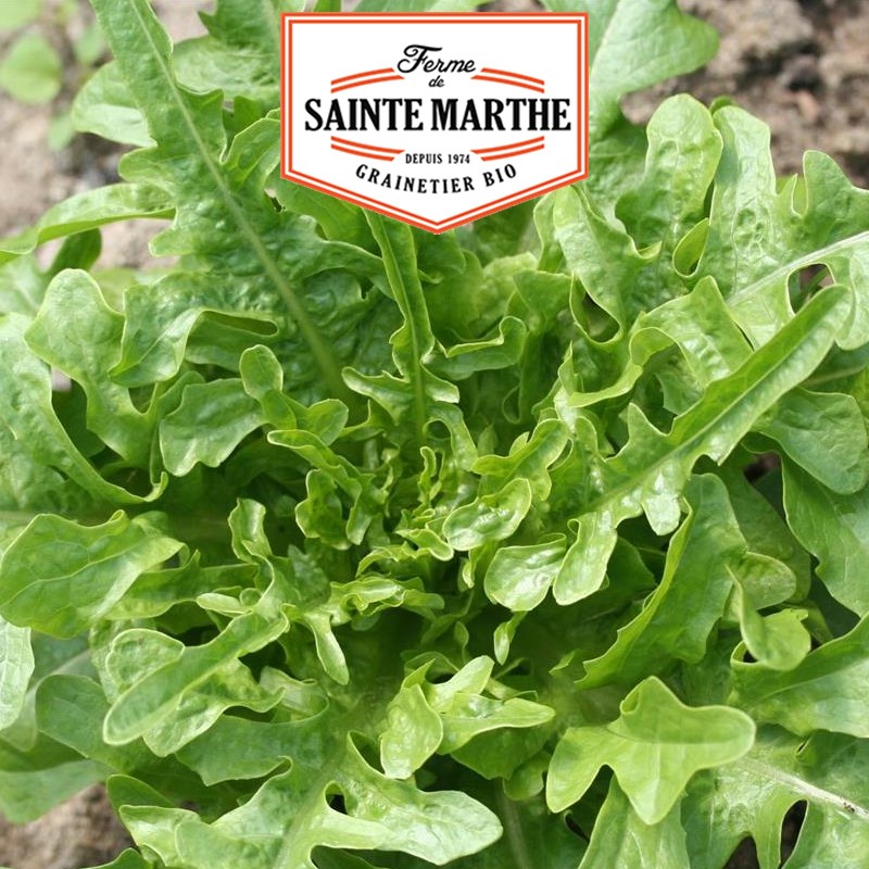 La ferme Sainte Marthe - Lechuga de Berro marroquí