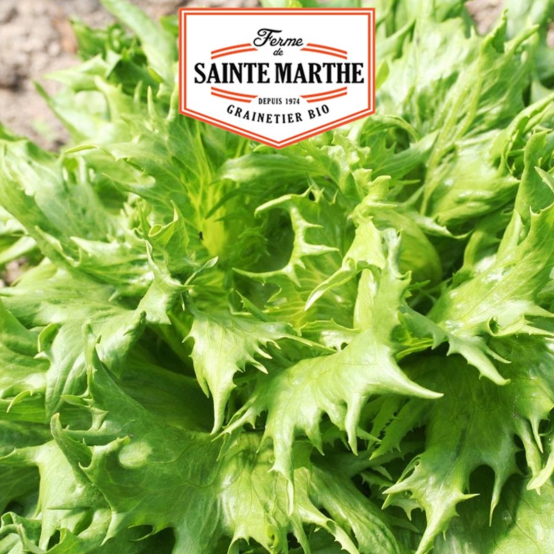 La ferme Sainte Marthe - 500 Samen Batavia-Salat Iceberg Reine des Glaces