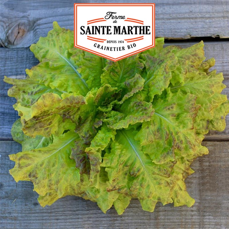 La ferme Sainte Marthe - 500 semi Lattuga da taglio Saint Vincent