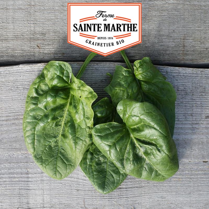 La ferme Sainte Marthe - 500 sementes Espinafres Gigantes de Inverno