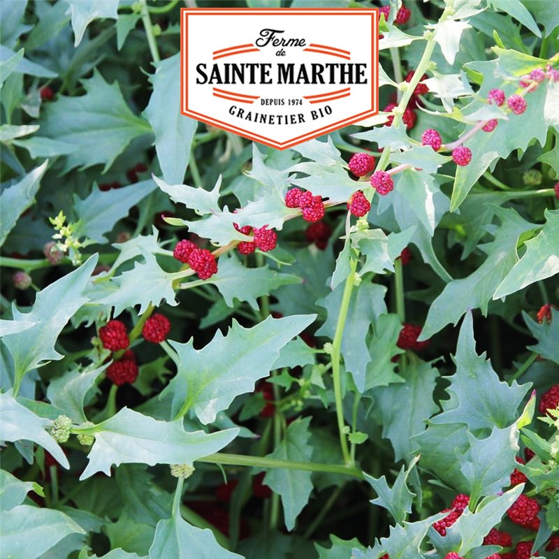 La ferme Sainte Marthe - 200 seeds Spinach Strawberry
