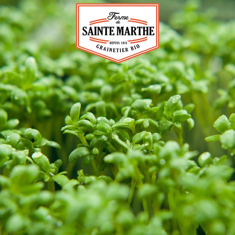 La ferme Sainte Marthe - 500 seeds Cresson Alenois