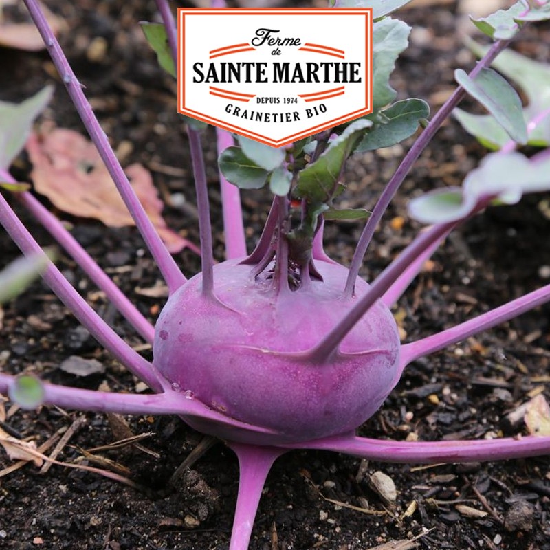 La ferme Sainte Marthe - 80 seeds Chou-Rave Azur Star