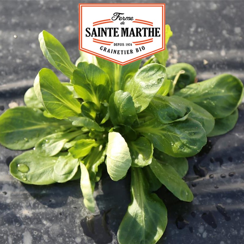 La ferme Sainte Marthe - 500 seeds Mâche Coquille de Louviers