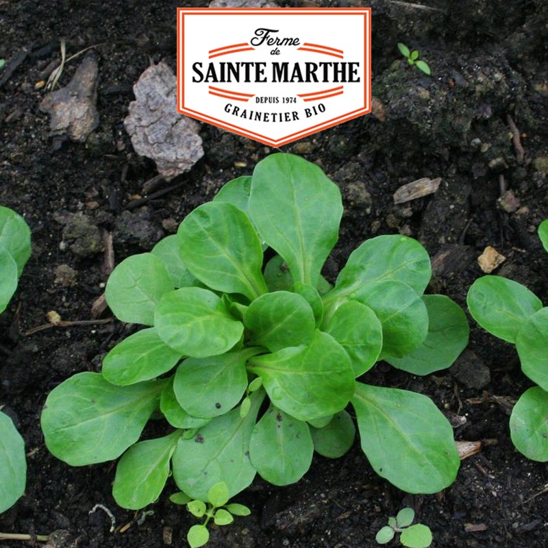 La ferme Sainte Marthe - 500 Samen Feldsalat mit großen Samen
