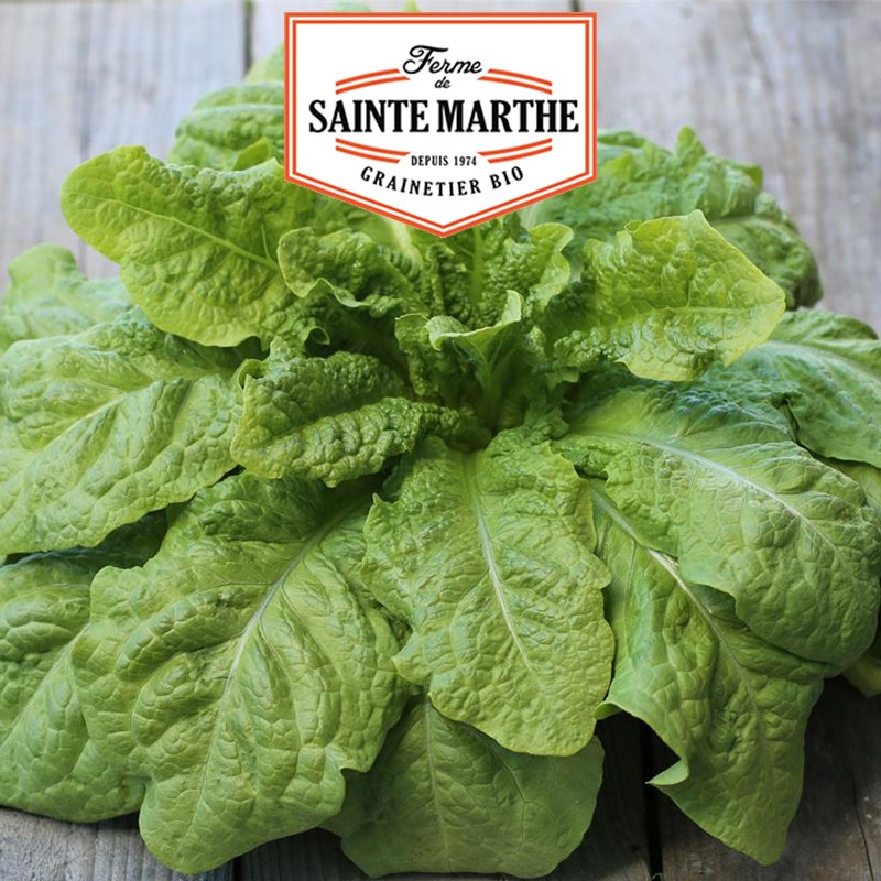 La ferme Sainte Marthe - 500 seeds Lettuce Stem Asparagus