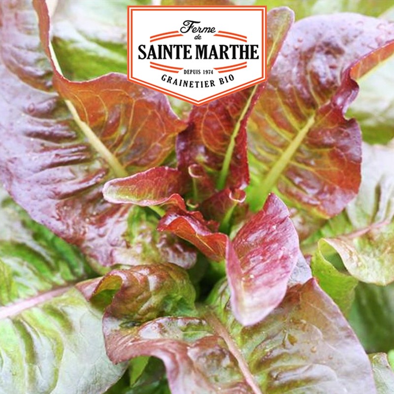 La ferme Sainte Marthe - 500 seeds Red Romaine Lettuce Devil's Ear