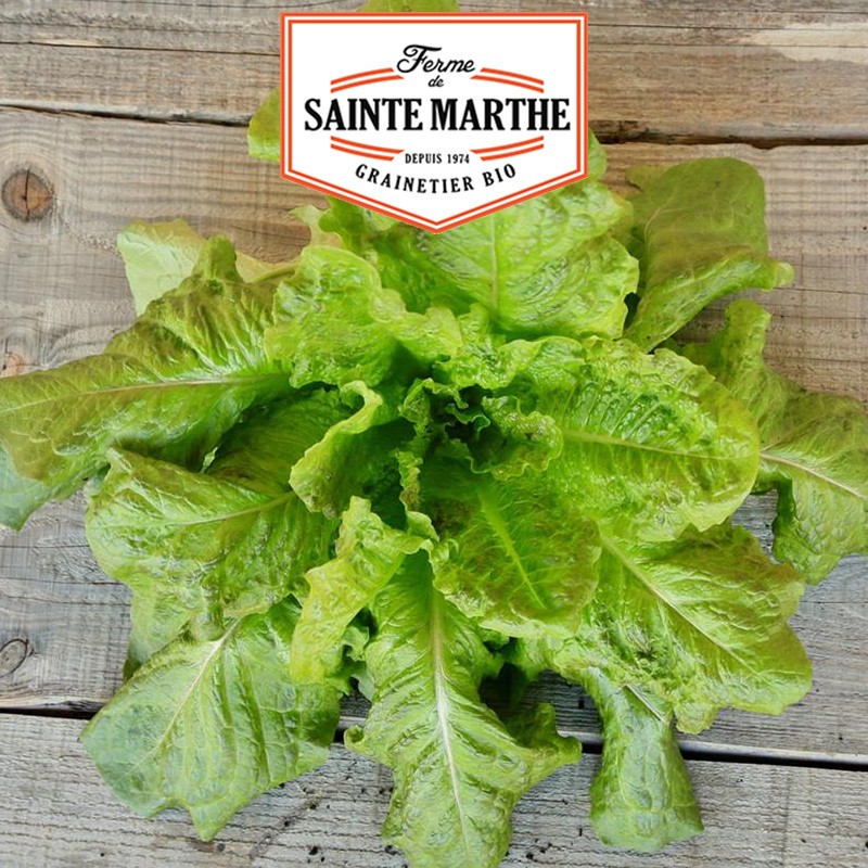 La ferme Sainte Marthe - 500 semi Lattuga invernale Sainte Marthe