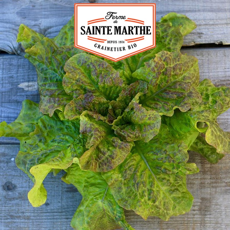 La ferme Sainte Marthe - 500 semi Lattuga Pommée Saint Antoine