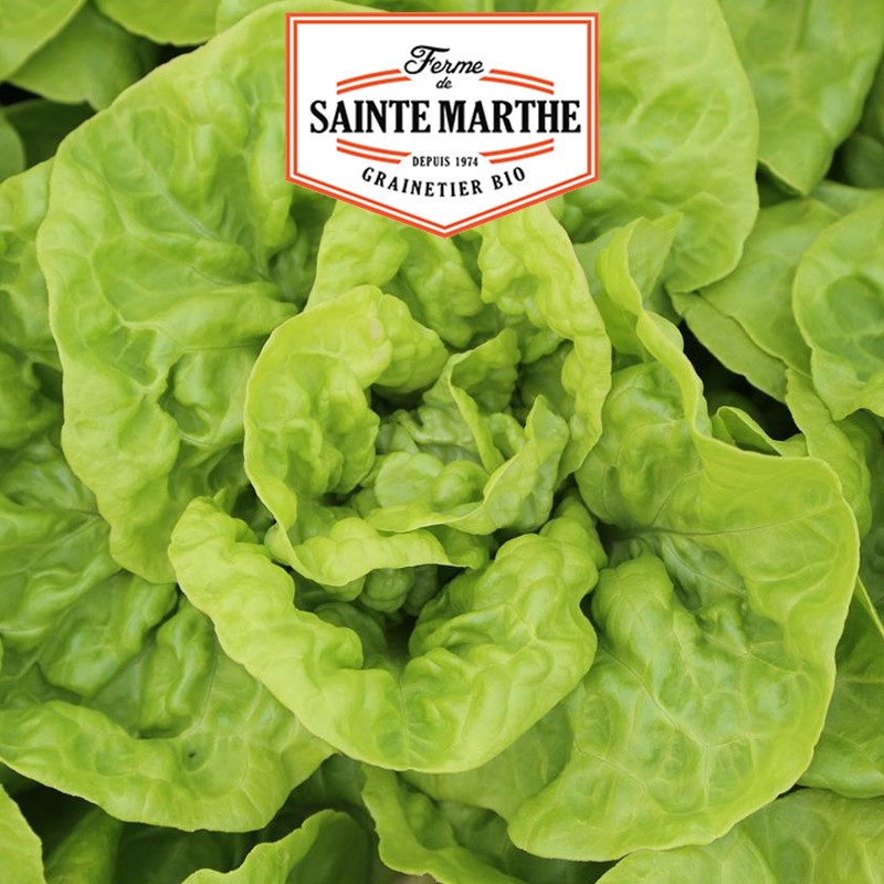 La ferme Sainte Marthe - 500 Samen Kopfsalat Reine de Mai