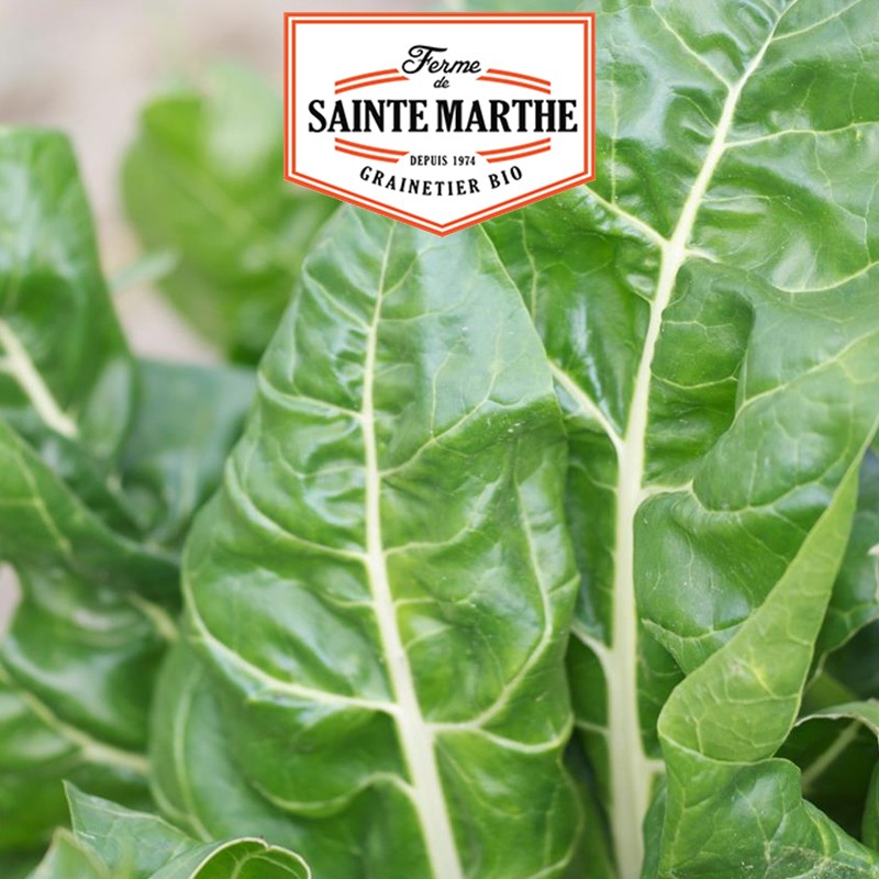 La ferme Sainte Marthe - 100 sementes Poirée Verte à Carde Blanche