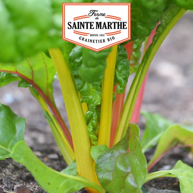 La ferme Sainte Marthe - 100 seeds Porée Bright Lights