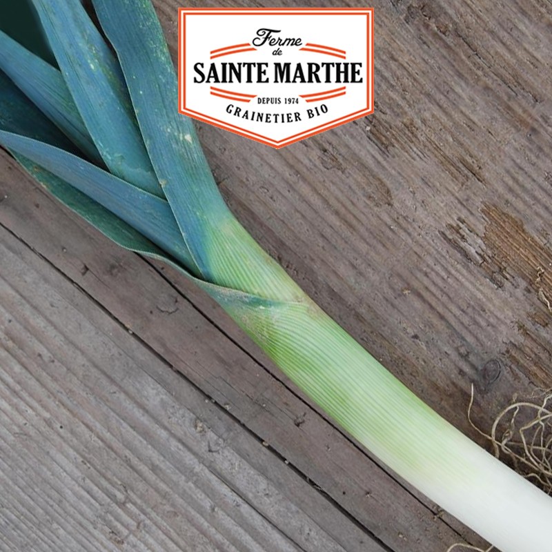 La ferme Sainte Marthe - 500 seeds Poireau d'Hiver de Saint Victor