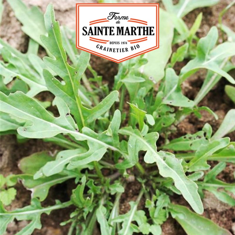 La ferme Sainte Marthe - 1000 seeds Roquette Cultivated