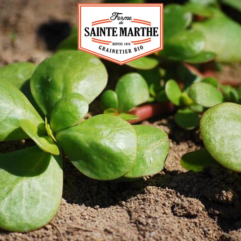 La ferme Sainte Marthe - 300 semi di portulaca dorata