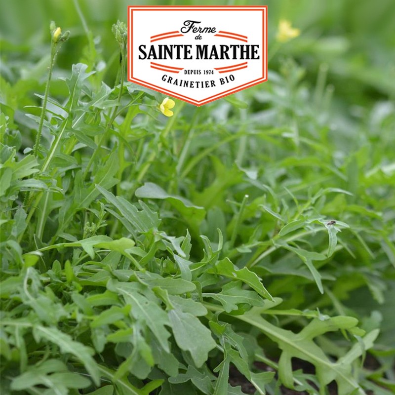 La ferme Sainte Marthe - 1000 semi Roquette Sauvage
