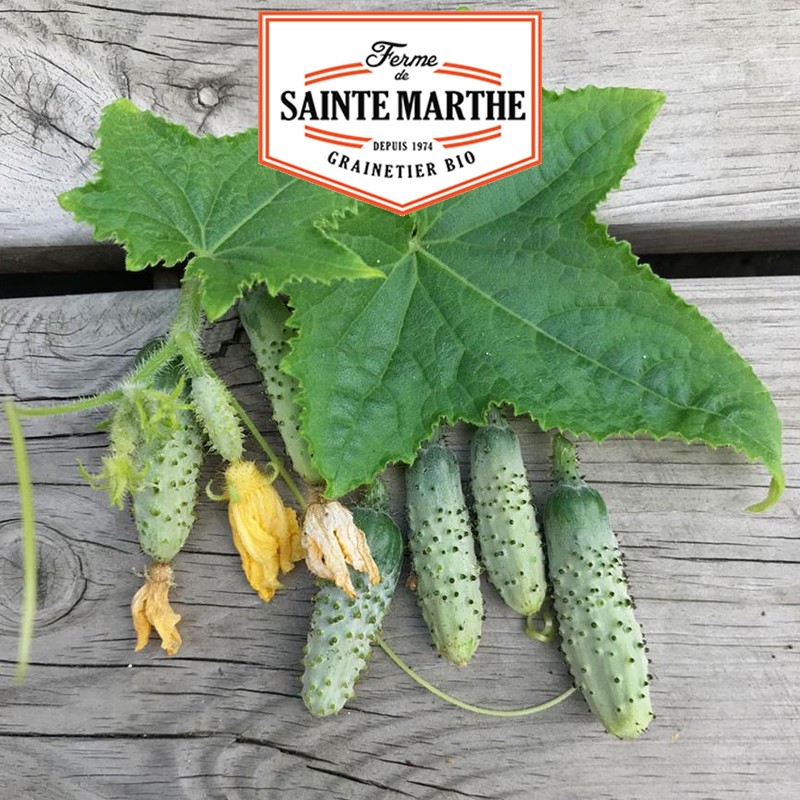La ferme Sainte Marthe - 20 semi Piccolo cetriolino verde di Parigi