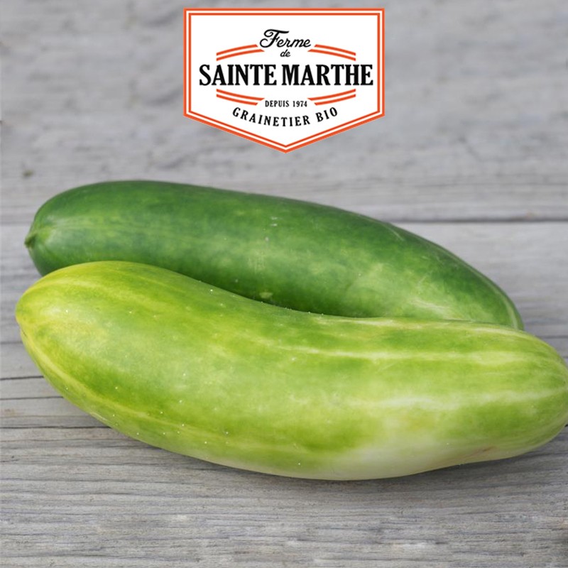 La ferme Sainte Marthe - 20 semillas Pepino verde largo